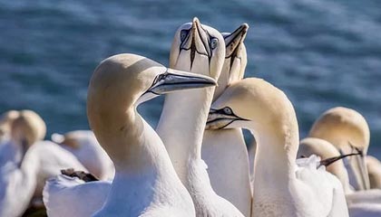 新援悉数出镜!掘金官方晒训练视频:来看球员的训练动态