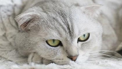 王钰栋双响！U22国足5-0领先